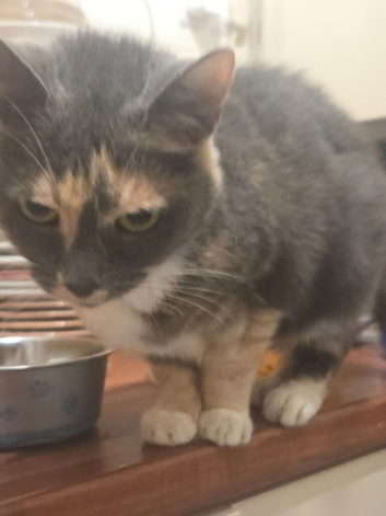 Beautiful grey tortoiseshell girl