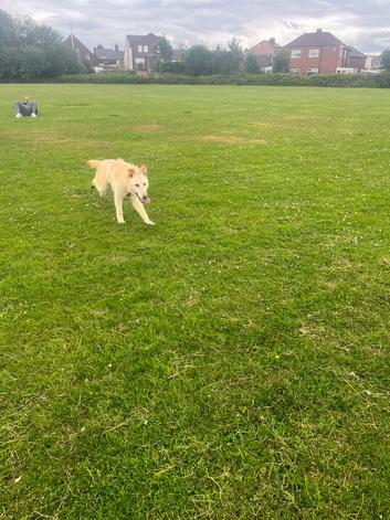 White German Shepard