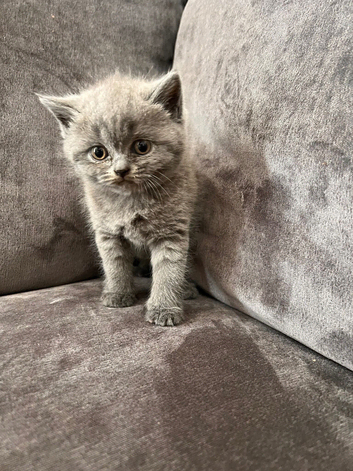 BSH blue