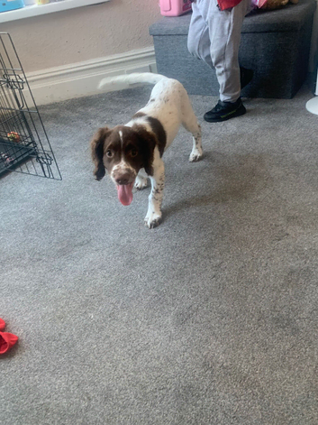 Male English springer spaniel