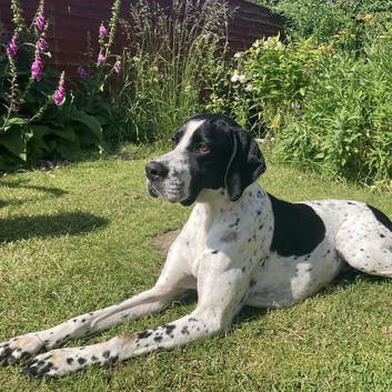 Beautiful male pointer puppy