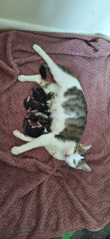 Kittens for sale halifax