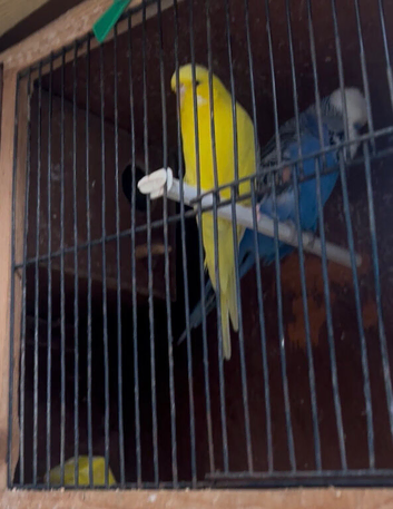 Breeding pair of exhibition Budgie sale or  trade