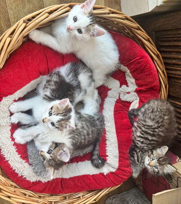 Beautiful and friendly fluffy tabby and white kittens