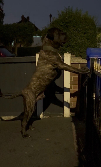 Male Presa Canario for sale