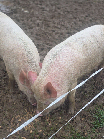 Middle White Female Pigs - &pound;50 Each