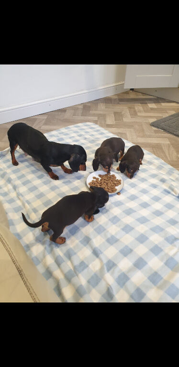 Dachshund puppy