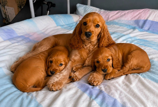 Cocker spaniel