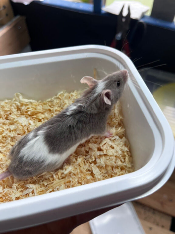 Baby fancy mice