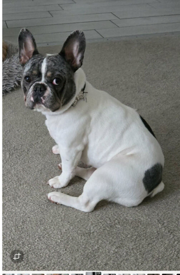 2 year old French bull