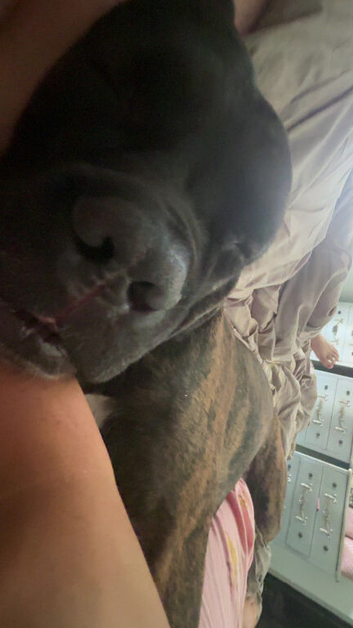 Cane corso male