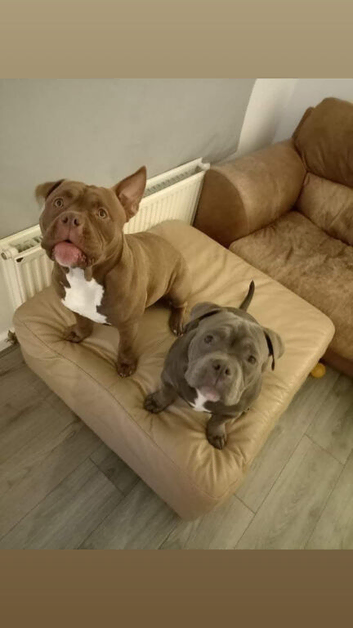 Uncle and nephew to rehome