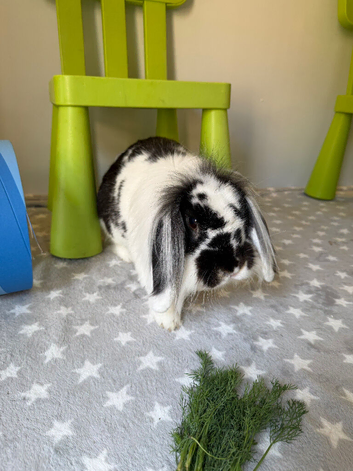 Blue's Bunny Boarding
