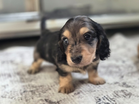 Kc Dapple mini long haired Dachshund
