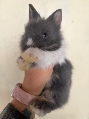 Dutch X Lionhead Kits- Baby Bunnies- For Sale *Read Ad for pricing of Bucks vs Does*