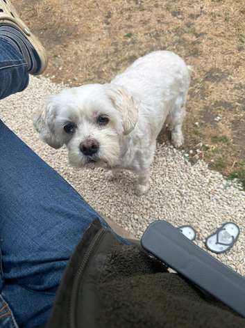 I donate my lovely dog to a good home