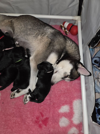 Beautiful family raised Husky x Springador Puppies