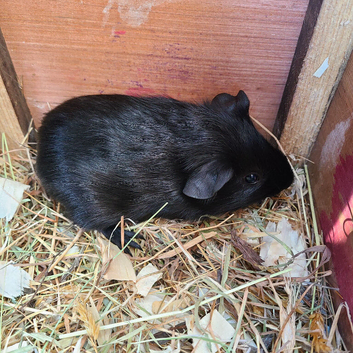 Guinea Pigs (Male)