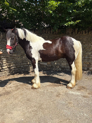Beautiful 15.1 31/2yr old piebald Irish Draught x Cob Gelding