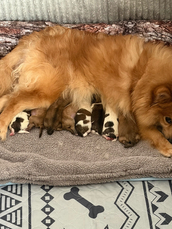 Gorgeous litter of fluffy poms