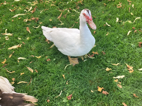 Adult Muscovy drakes