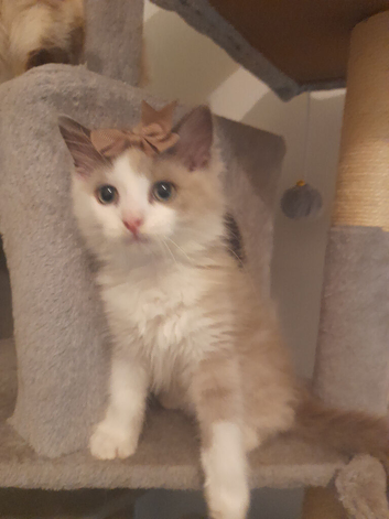 Beautiful ten week old feamale mink ragdoll