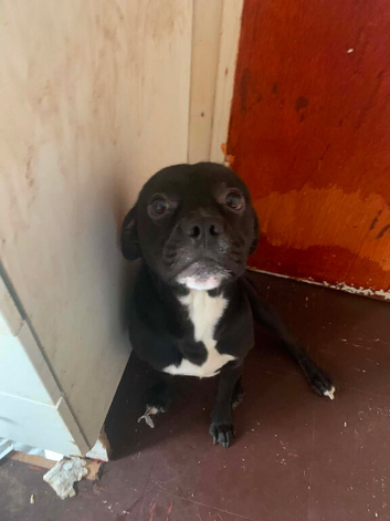 Male staffy cross frenchie