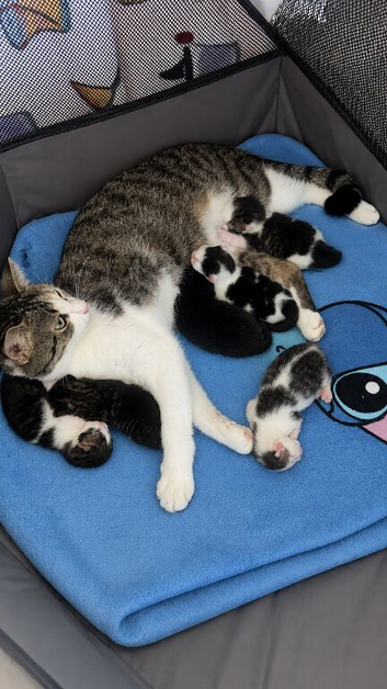 6 Kittens for sale