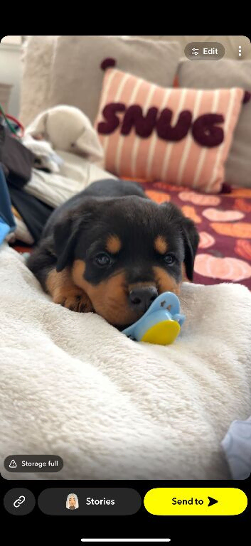 Beautiful rottweiler puppies for sale