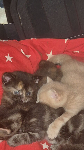 Bengal cross kittens