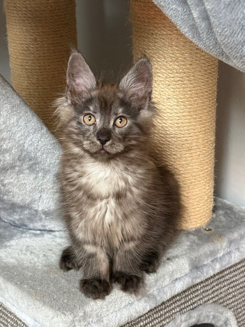 Stunning Pedigree Maine Coon Kittens for Sale