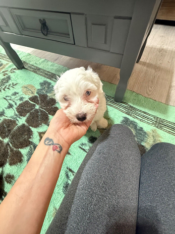 Puppies for sale