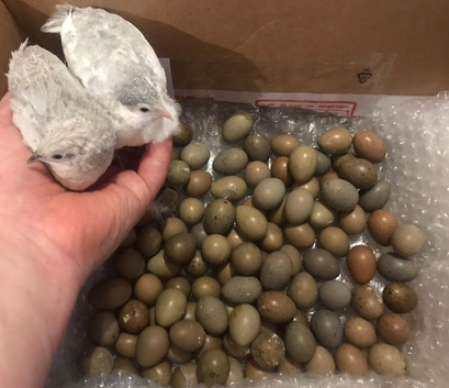 CHINESE PAINTED BUTTON QUAILS EGGS !