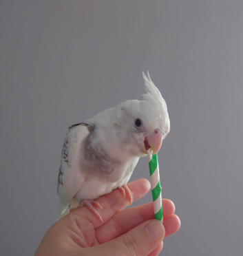 Hand reared silly tame DNA sexed baby cockatiels for reservation