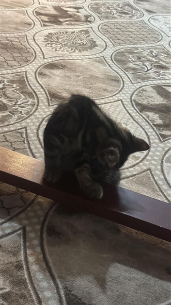 Kittens for sale
