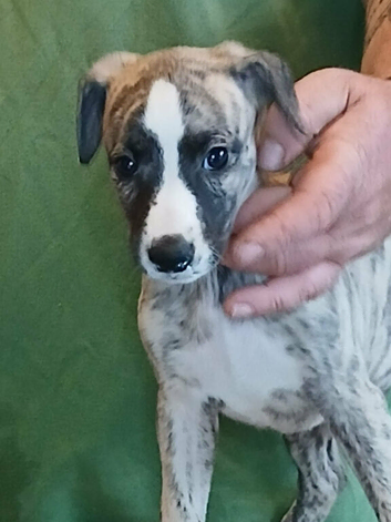 Stunning kc registered whippet pups