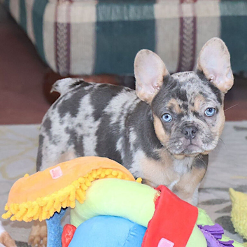 I'm Willow I'm a 12-week-old female French Bulldog