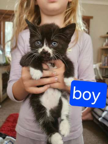 3 kittens ready for there forever home