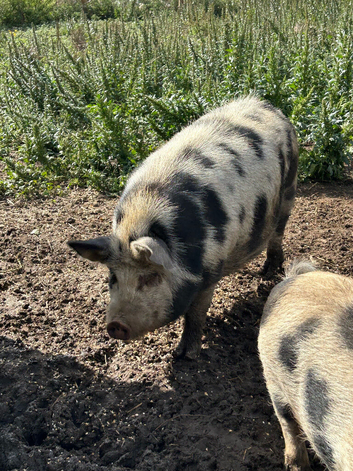 Kune Kune Intact Boar 1 Year old. Beautiful markings and great temperament! Free to a good home:)