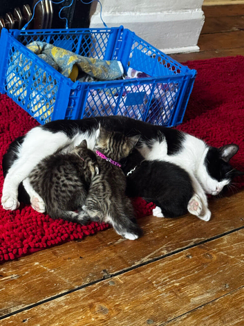 Kittens for sale
