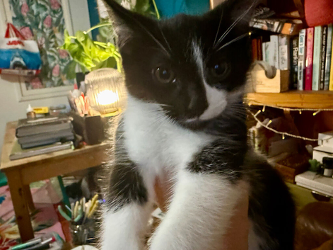 Tuxedo Kittens