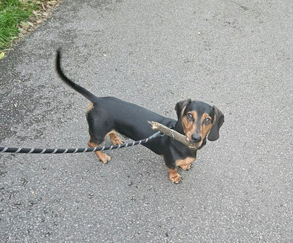 Looking to re-home my 10 month old Dachshund Reggie at no fault of him own