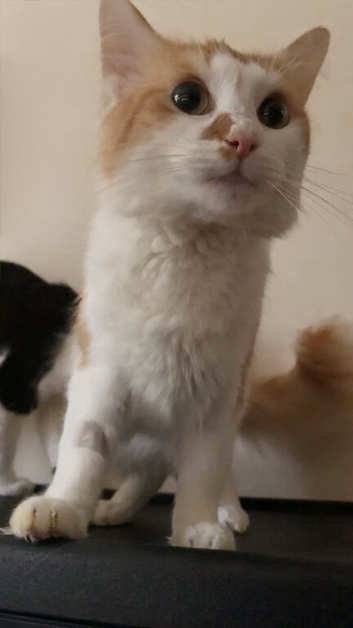 Ginger