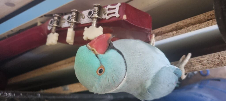 Blue Indian Ringneck