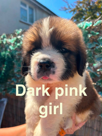 Saint Bernard