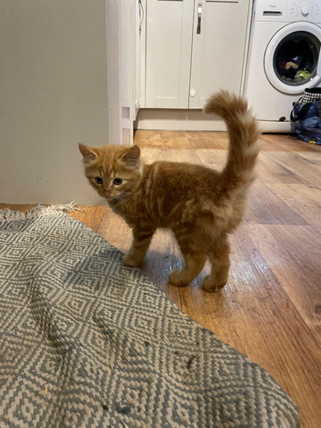 Beautiful fluffy ginger girl kitten