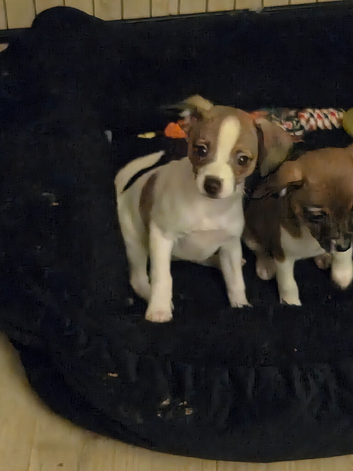 Italian Greyhound X Papillon