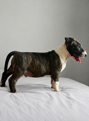English bull terrier pup for sale