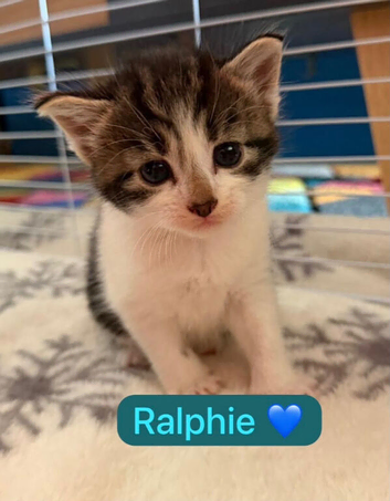 Beautiful bi and tri colour domestic short hair Kittens