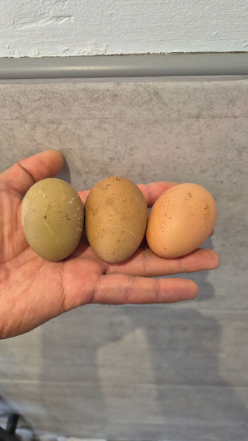 Variety of hybrids available